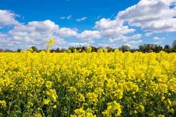 Rape Seed Field