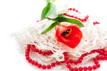 red tulips on white background