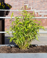 Naklejka premium Fargesia murielae in einem Blumenkübel