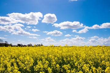 Obraz premium Rape Seed Field