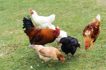 natural feeding free range chickens on grass field