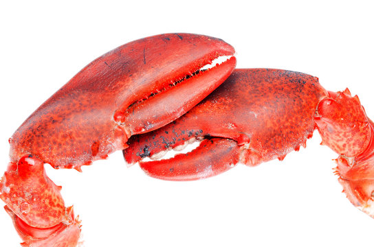 Lobster claws isolated on white background close up