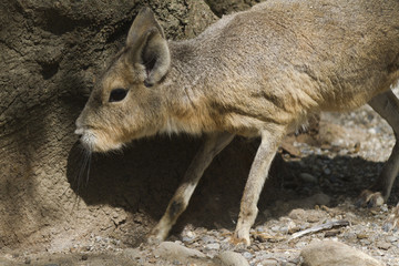 Naklejka premium mara hare of Patagonia
