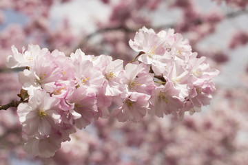 Cherry Blossom trees in the Spring