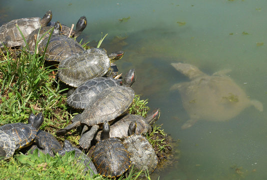 tropical water turtles