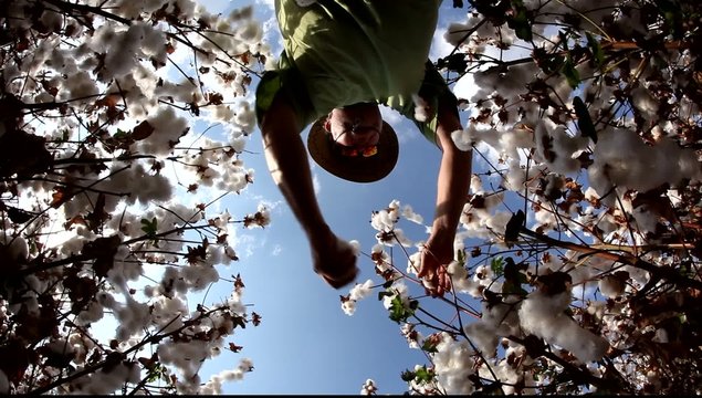 A farmer picks cotton wool for lab testing for quality control MRL