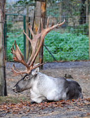 deer lying on the ground with huge horns in a zoo