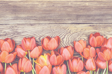 Fresh red tulips on a wood textured background