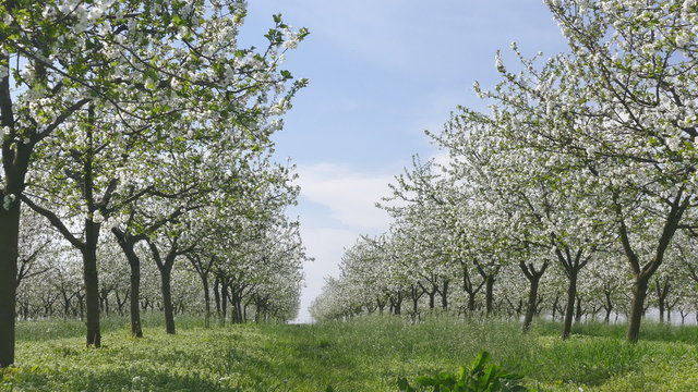 Agriculture, blossoming cherry fruit trees orchard in spring