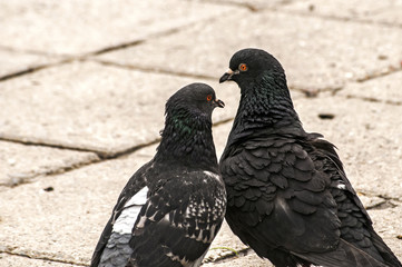 Two rock feral pigeon doves together on pavement background