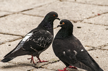 Two rock feral pigeon doves together on pavement background