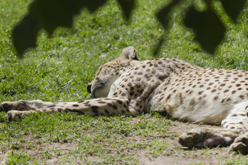 cheetah in the jungle