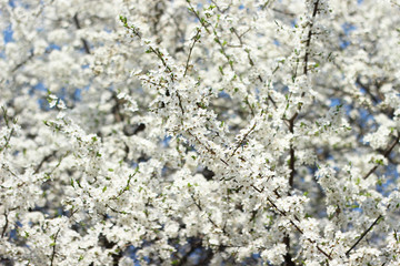 blooming cherry tree