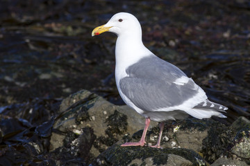 Glaucous-winged gull standing on the shore among the seaweed at