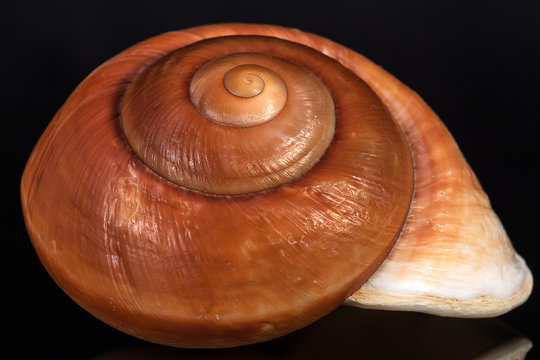 Sea spiral snail shell on black background