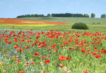 wild and poppy flowers on a meadow