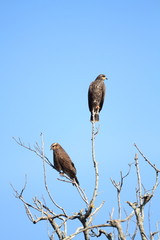 Snail Kite (Rostrhamus sociabilis) in Florida, North America