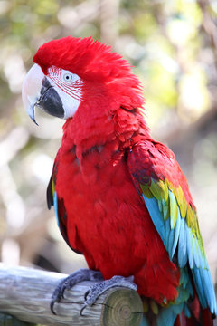Parrot in closeup
