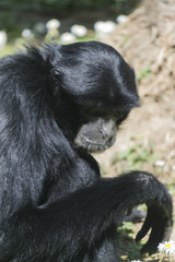 siamang gibbon