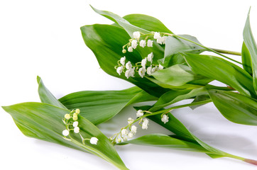 Obraz premium Lily of the valley