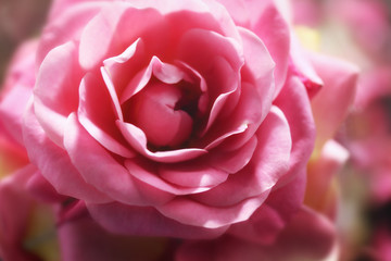 Beautiful pink rose, closeup