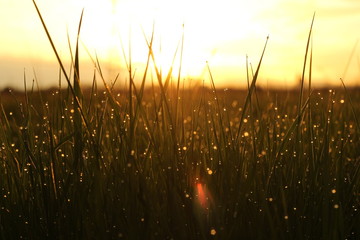 grass after rain