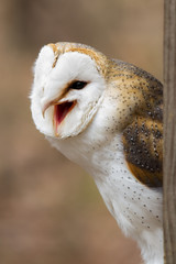 British Barn Owl Calling