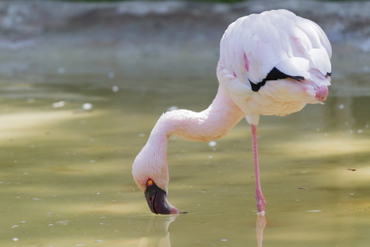 lesser flamingo Phoeniconaias minor