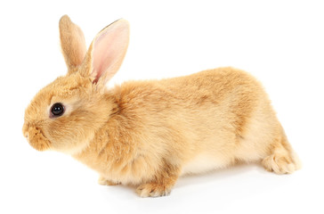 Obraz premium Cute brown rabbit isolated on white