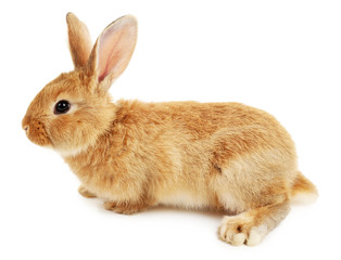 Fototapeta premium Cute brown rabbit isolated on white