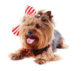 Cute Yorkshire terrier dog isolated on white