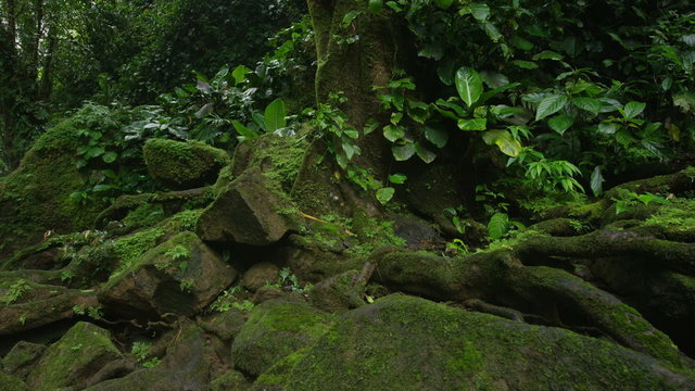 Medium panning shot of moss on rocks in forest / Santa Juana, , Costa Rica