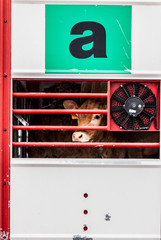 pleading eyes of cows behind fence