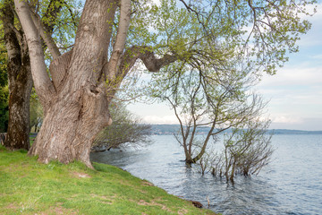 Naklejka na ściany i meble A giant secular poplar tree, Bracciano lake Rome Italy
