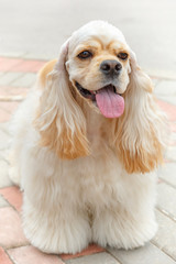 Cute smiling dog breed American Cocker Spaniel