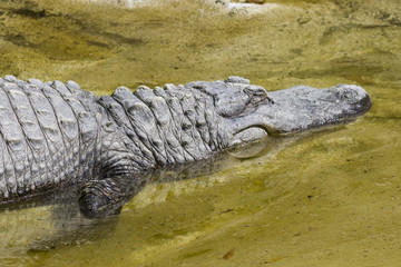 Crocodylia alligator Mississippi