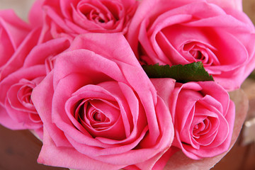 Beautiful pink roses in suitcase, closeup