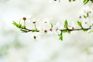 Cherry blossoms over blurred nature background, close up