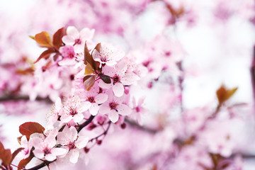 Cherry blossoms over blurred nature background, close up