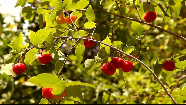 Pitanga The Surinam Cherry, Brazilian Cherry, Cayenne Cherry, Eugenia uniflora 
