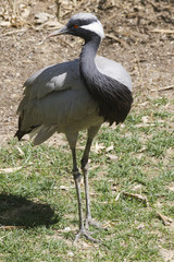 Chilean Flamingo in the farm