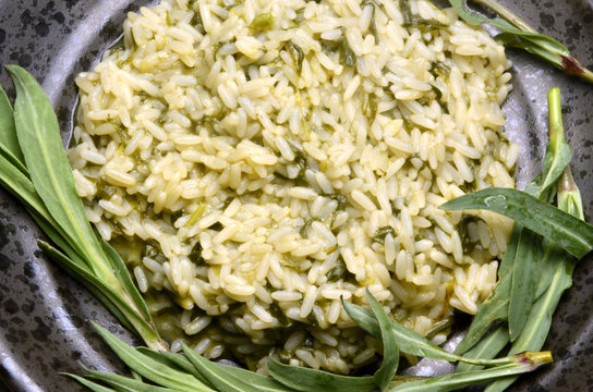 Silene vulgaris Bladder campion Sclopit 白玉草 Смолёвка