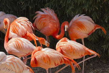 phoenicopterus ruber ruber red flamingo