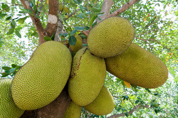 Jackfruit on tree