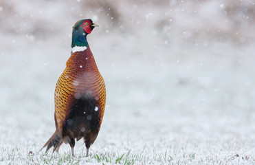 pheasant