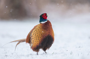 pheasant
