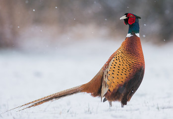 Naklejka premium pheasant