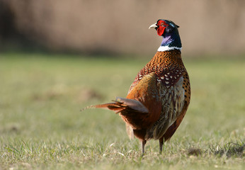 pheasant