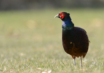 pheasant