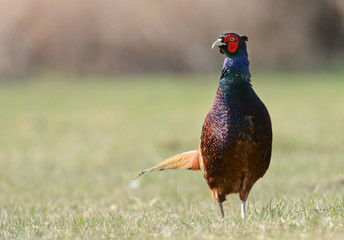 pheasant